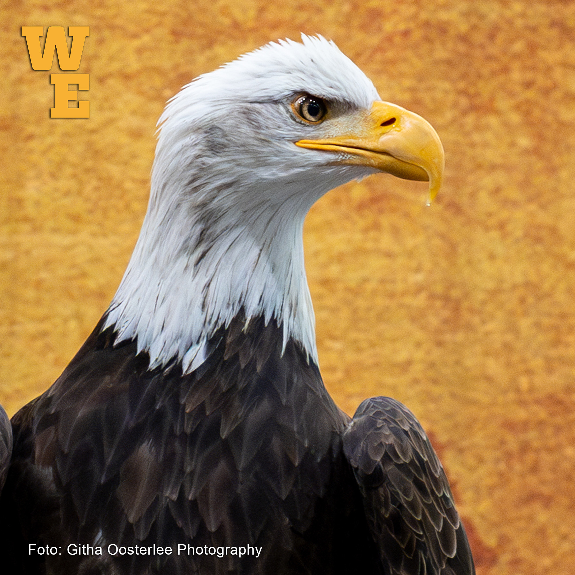 horse trials, western experience
